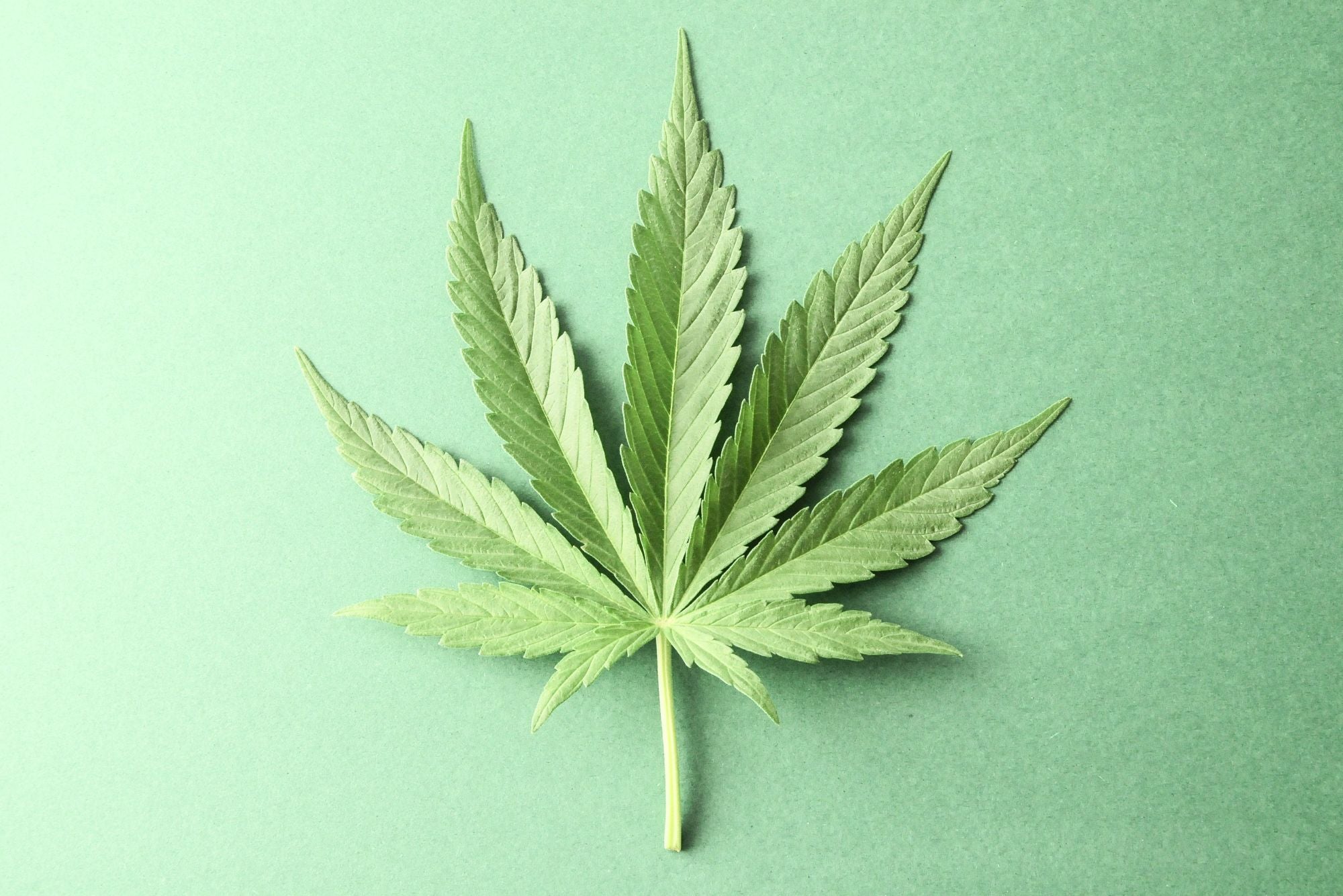 A single marijuana leaf sits on a green background symbolizing the question: does smoking weed cause acne.